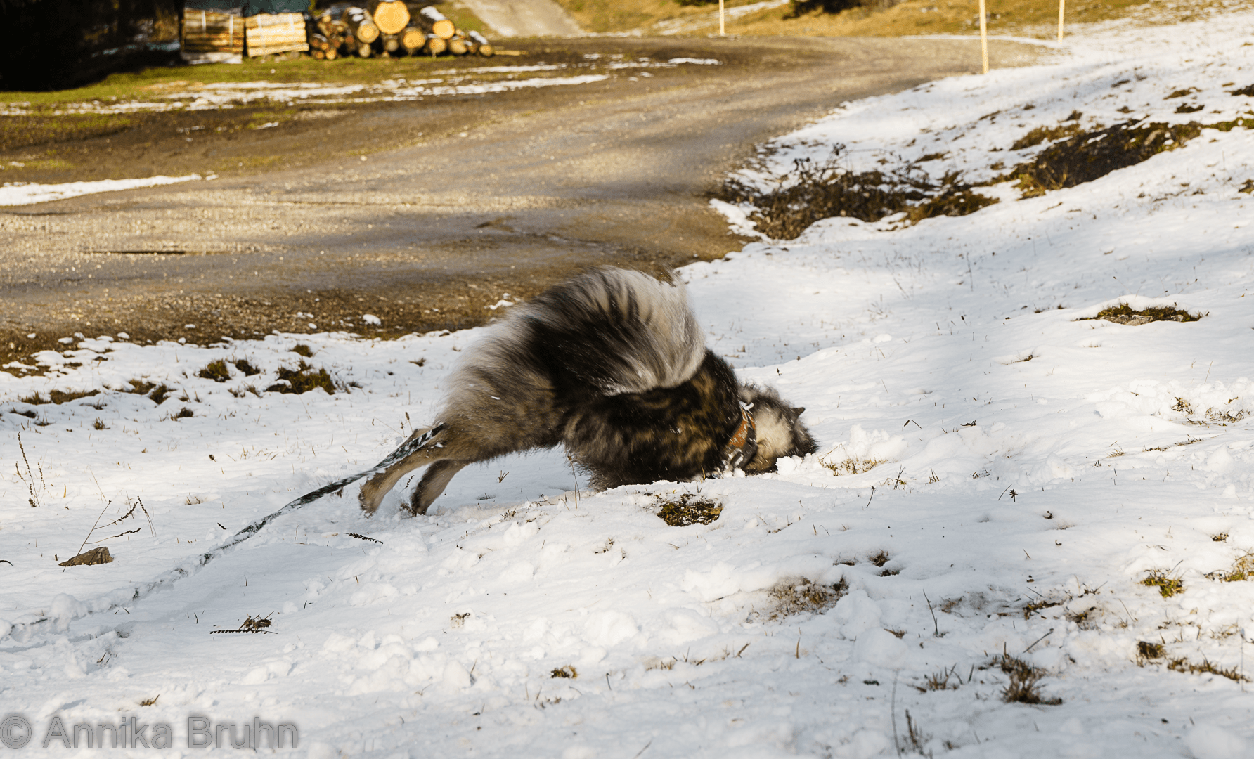 Endlich im Schnee toben!